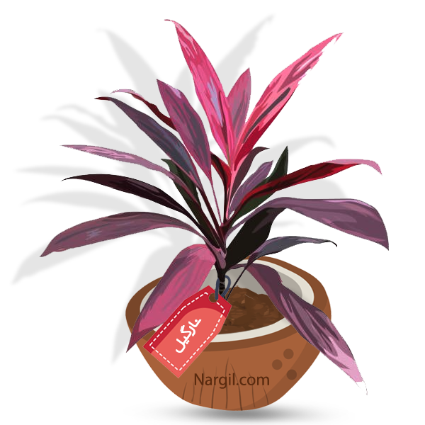  Nargil - Flaming Dragon Tree